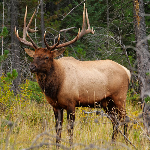 Elk