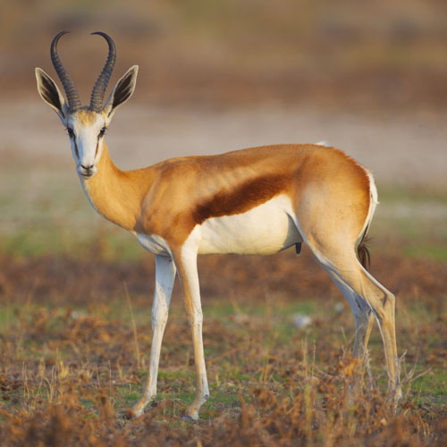 springbuck