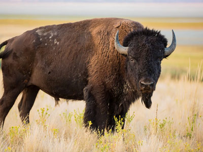 Bison