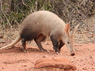 aardvark