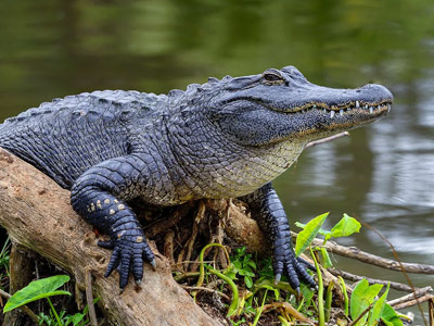 alligator