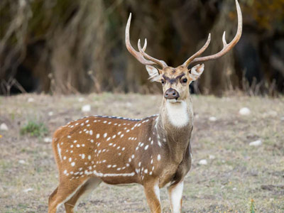 axis-deer