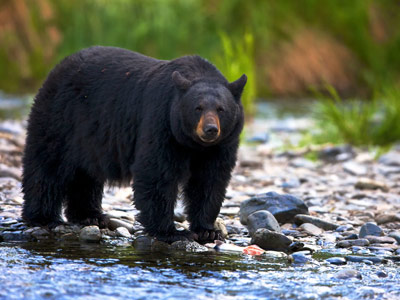 black-bear