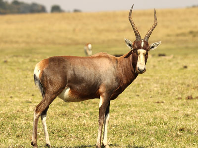 blesbuck-common