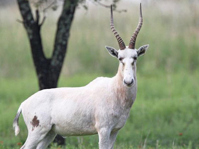 blesbuck-white
