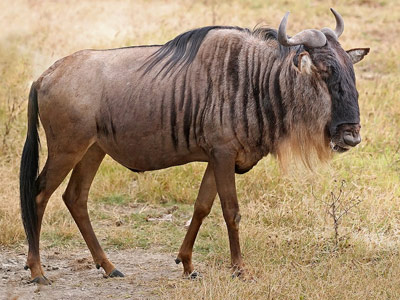 blue-wildebeest
