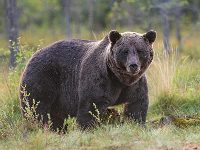 brown-bear