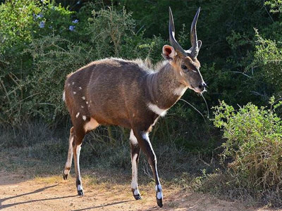 bushbuck