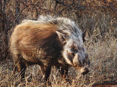 bushpig