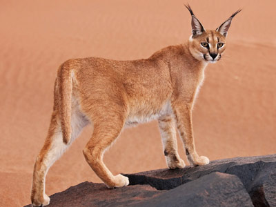 caracal