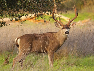 columbian-blacktailed-deer