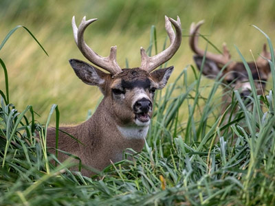 sitka-blacktail-deer