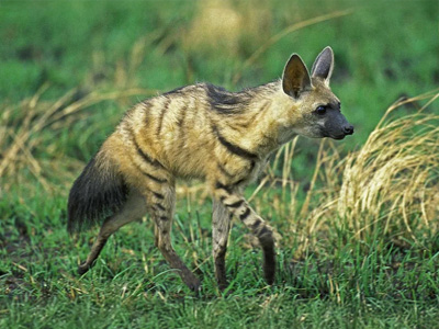Aardwolf