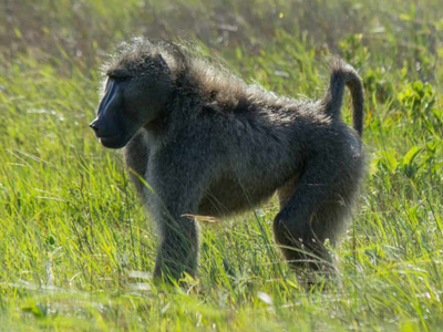 Baboon