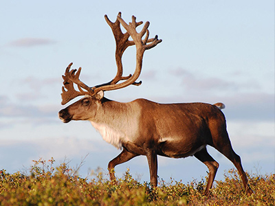 Caribou---Barren-Ground