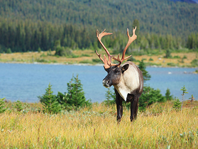 Caribou---Woodland