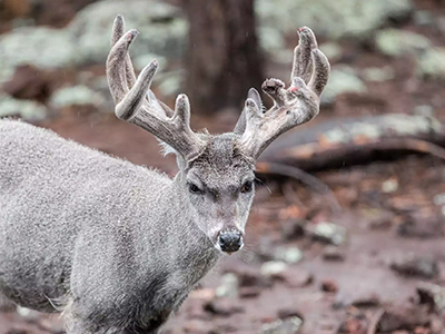 Coues-Deer