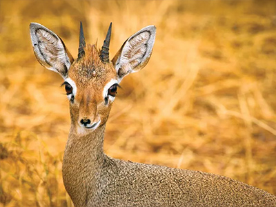 Dik-Dik