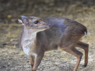 Duiker-Blue