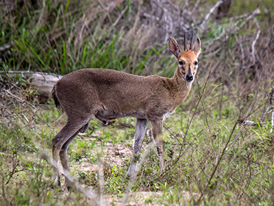 Duiker-Common