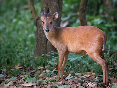 Duiker-Red
