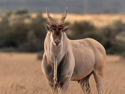 Eland-Cape