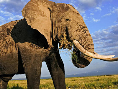 Elephant