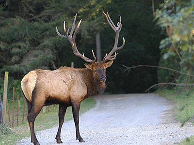 Elk-Roosevelt