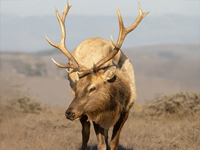 Elk-Tule