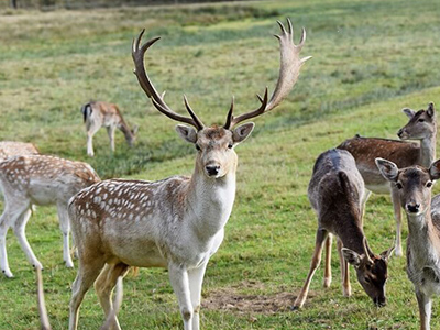 Fallow-Deer-North-America