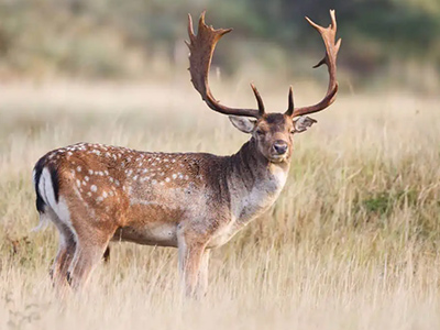 Fallow-Deer