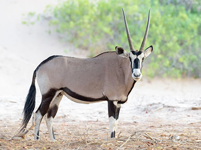 Gemsbok