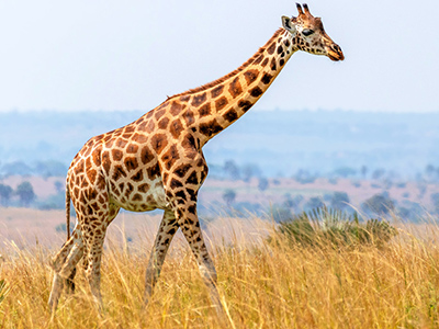 Giraffe