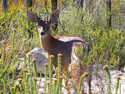 Grysbok