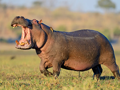 Hippo