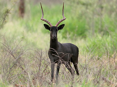 Impala---Black
