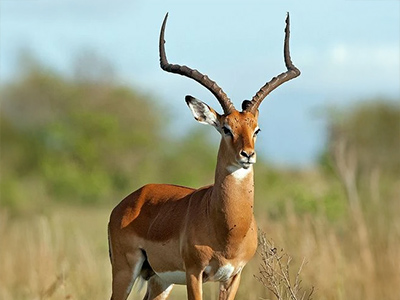 Impala---Common