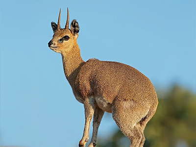 Klipspringer