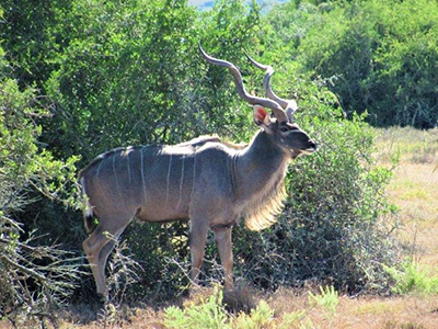 Kudu-Cape