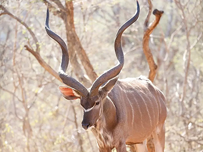 Kudu-Southern-Greater