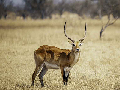 Lechwe