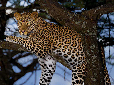Leopard