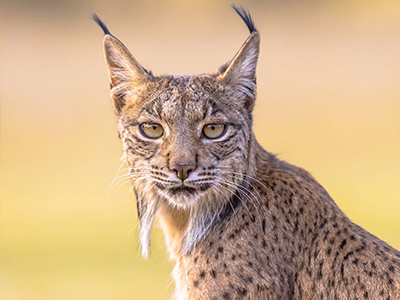 Lynx