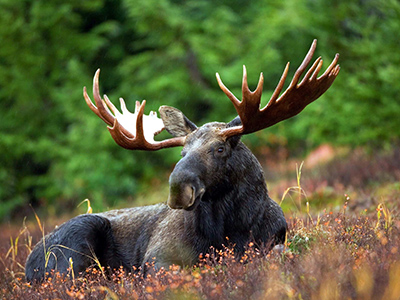 Moose-Canada