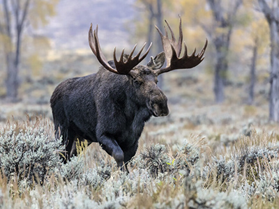 Moose-Shiras