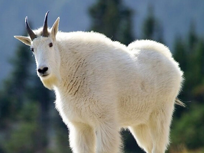 Mountain-Goat