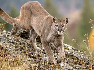 Mountain-Lion