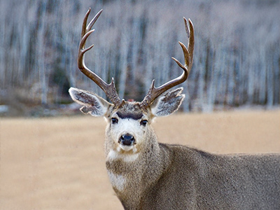 Mule-Deer