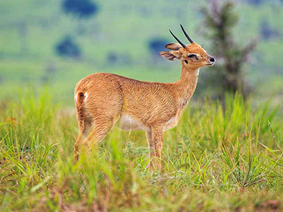 Oribi