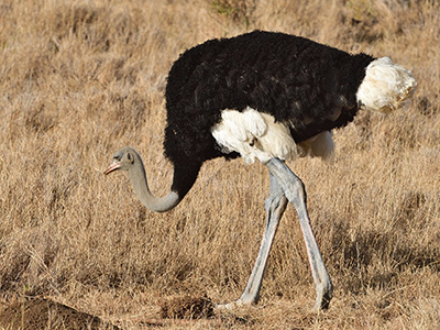 Ostrich